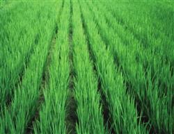 Zinc fertilizer for rice, disease resistance, high yield and health