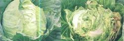 Prevent cabbage cracking in early spring