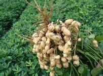 What are the requirements of soil conditions for high yield of peanut