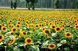 How to select sunflower seeds in field