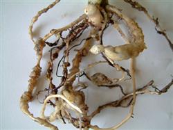 Skillful use of calcium Fertilizer to increase yield of Peanut