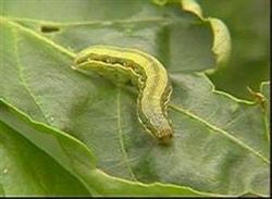 How to control cabbage armyworm