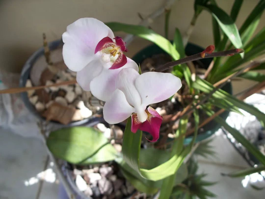 If you want a flowering Phalaenopsis to grow flowers again, you need this maintenance secret.