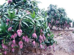 Comprehensive management adopts new technology to protect flowers and fruits of mango.