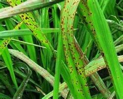 Symptoms of Zinc deficiency in Rice and skillful Application of Zinc Fertilizer in Rice Field