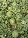 Key points of high-yield cultivation techniques of watermelon in open field in spring