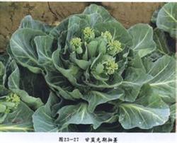 Seedling Techniques of Cabbage in Summer, Autumn and Winter