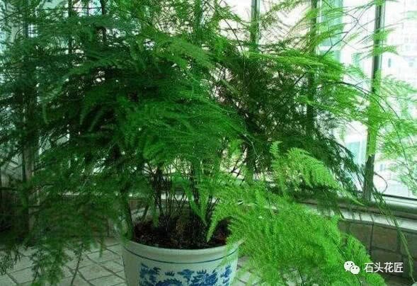 Uncle Zhang raised asparagus for 10 years in January and added it to blossom every year to become an emerald ball.