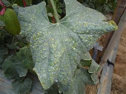 Chemical Control of bacterial Leaf spot in Hami Melon