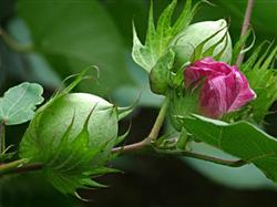 Don't relax in the prevention and control of diseases and insect pests in cotton flower and boll stage.