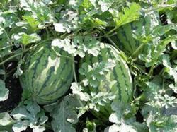 High-yield cultivation techniques of watermelon in spring