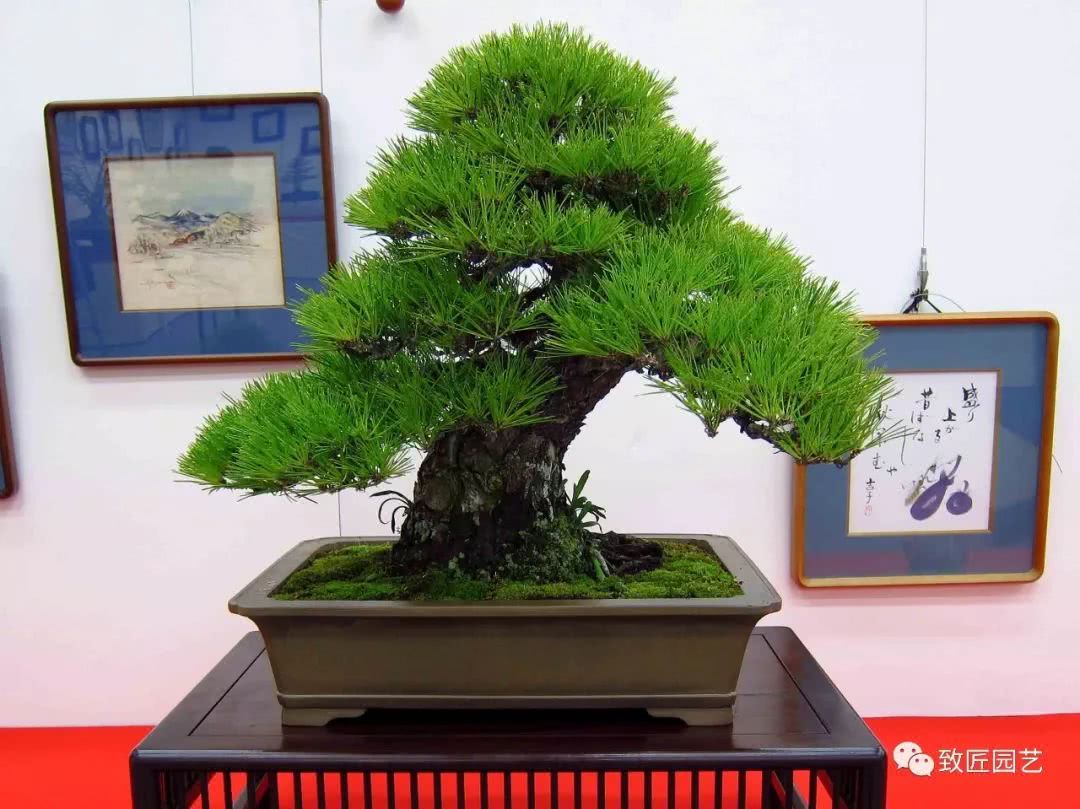 Cold reflection on the present situation of Bonsai in China