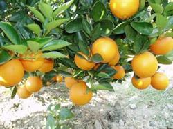 Cultivation techniques of Red Meat navel Orange