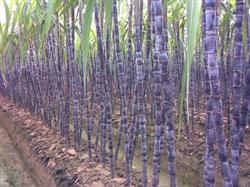 Cultivation techniques of Fruit Sugarcane