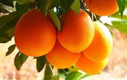 Summer pruning technique of navel orange