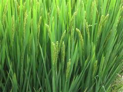 What is the law of fertilizer requirement in each growth stage of rice?