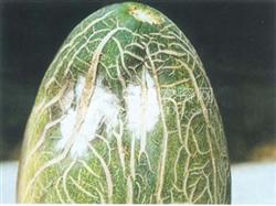 Fusarium oxysporum fruit rot of Hami melon