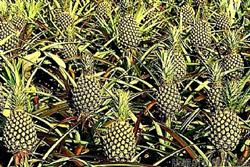 Conditions for creating pineapple orchards