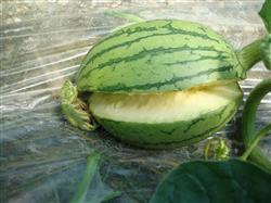 Skillful Prevention and Control of split Watermelon in Spring