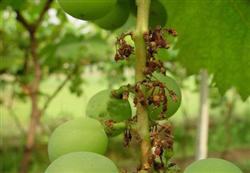 Methods of controlling Brown Blight of Grape ear Axis