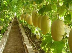 Integrated control measures of Hami melon vine blight in rainy area