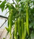 Cultivation and management of pepper in greenhouse in spring