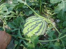 How to achieve high yield of watermelon in open field in spring