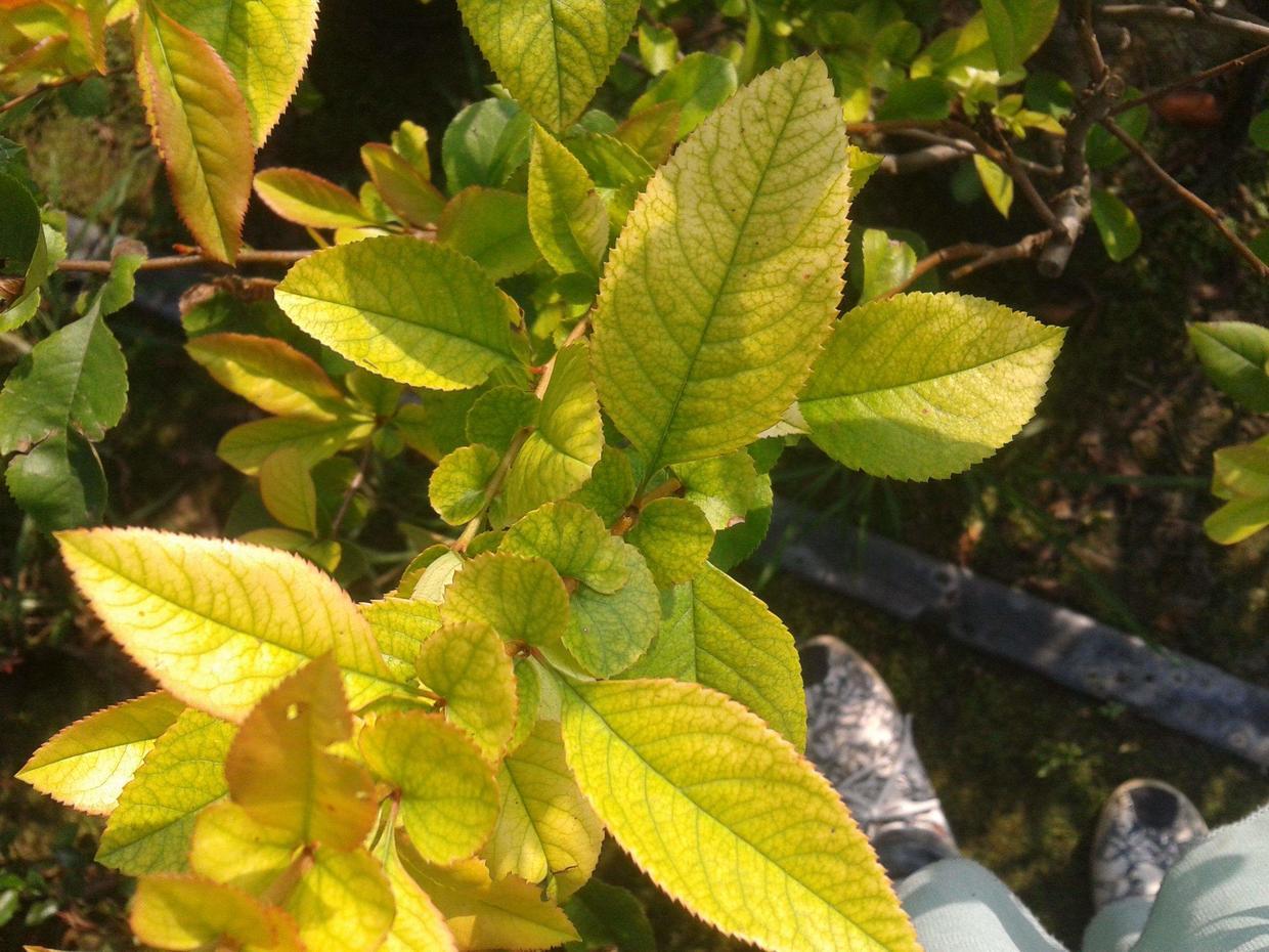 The leaves of the longevity flowers of the unit turned yellow and only after investigation did they know that it was because they did not open the window.