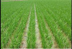 Summary of dry cultivation and sparse planting of Rice