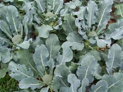 Five keys to the cultivation of broccoli in spring open field