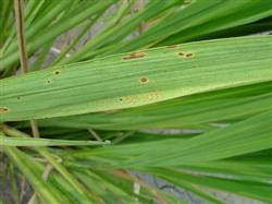 Leaf spot of Zizania latifolia and flax