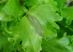 Control of lettuce rot