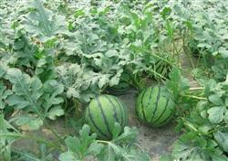 High-yield cultivation techniques of watermelon in spring