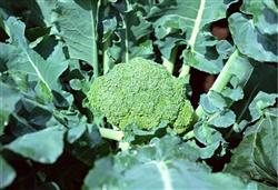 Efficient planting of eggplant, lettuce and broccoli