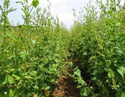 Replanting autumn buckwheat for disaster relief and increasing income