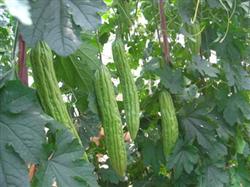 Cultivation techniques of balsam pear in greenhouse