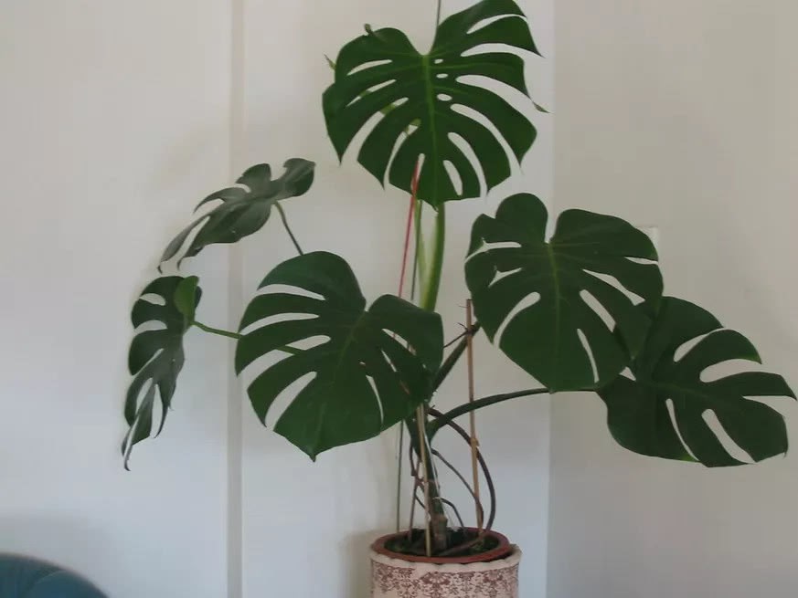 Don't throw away the branches trimmed from the bamboo on the back of the tortoise. It's another pot.