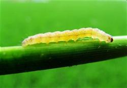 Control techniques of common diseases and insect pests in rice