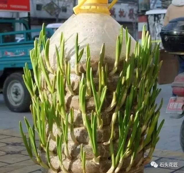 An oil barrel and a jin of garlic grow into garlic seedlings and pour some water in 10 days. I can't finish it in one winter.