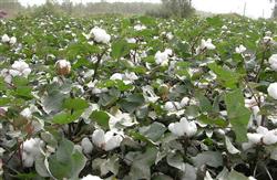 High yield of cotton foliar fertilizer spraying