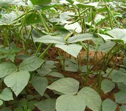 High-yield cultivation techniques of mung bean