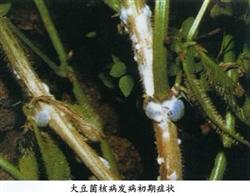 Occurrence and control of Sclerotinia sclerotiorum in soybean