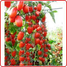 Cultivation techniques of Virgin Fruit of small Tomato