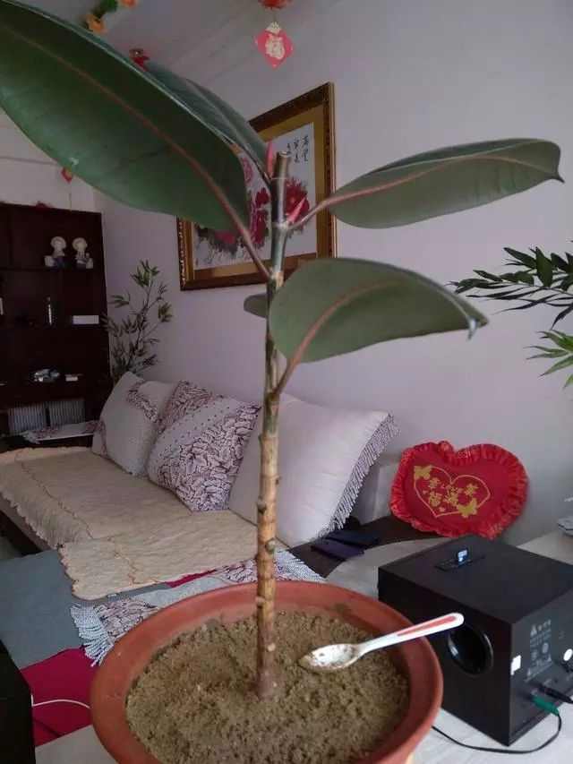 The rubber tree is so tall that it looks so beautiful with a snap cut that it can be inserted into several pots.