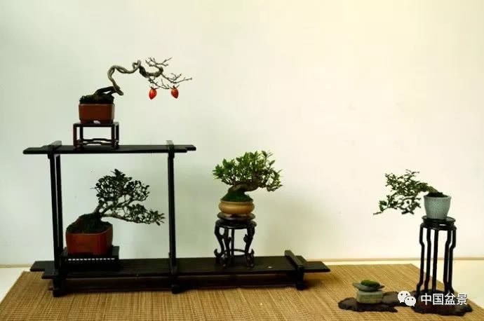 Enjoy the miniature bonsai and be grateful to everyone in your life