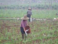 Sugarcane flood-upland rotation model