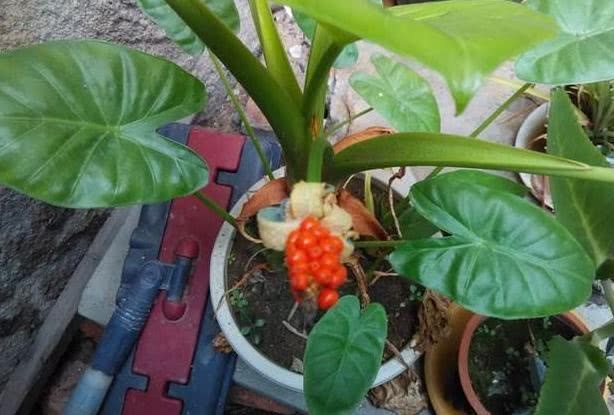 Raising flowers in autumn and winter these three kinds of pots are poisonous if they are poisoned by 2 grams of flowers.