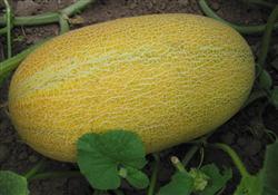 Control methods of main diseases of Hami melon