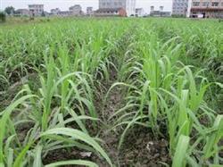 Management of sugarcane in spring