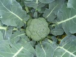 Efficient planting of two kinds of broccoli